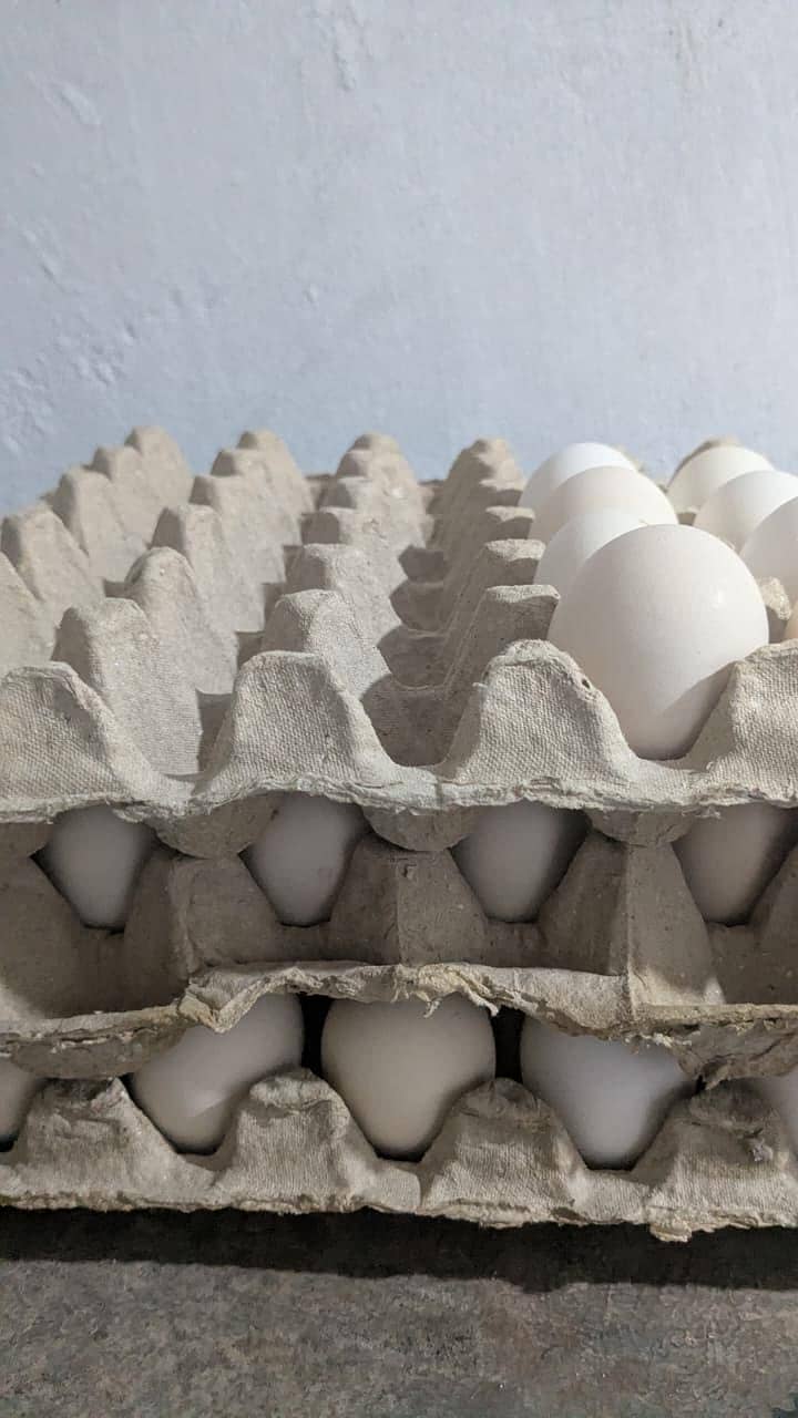 eggs . 0