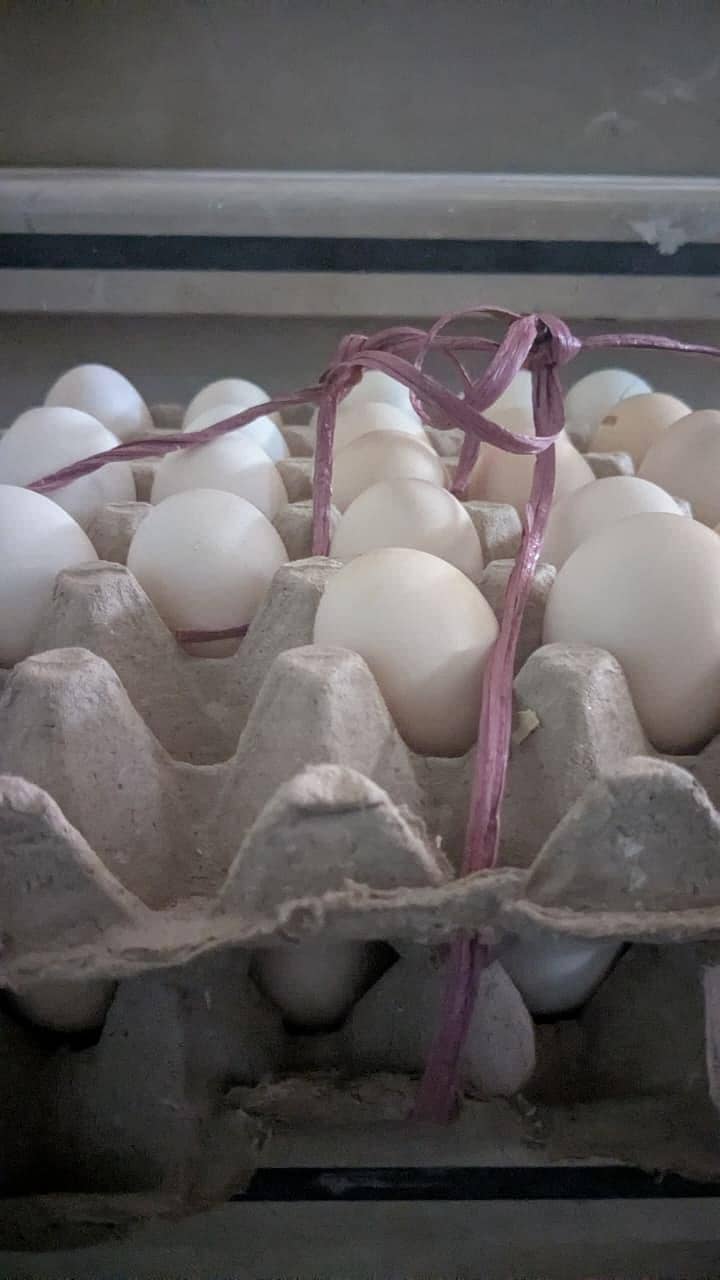 eggs . 2