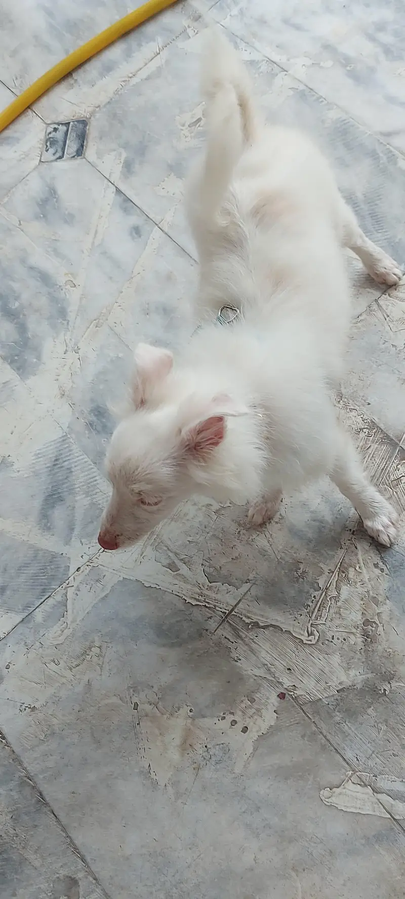 i am selling russian dog lovely and family dog — photo 2