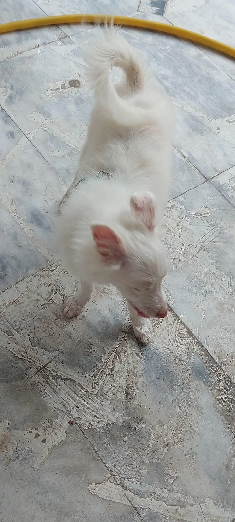 i am selling russian dog lovely and family dog — photo 3