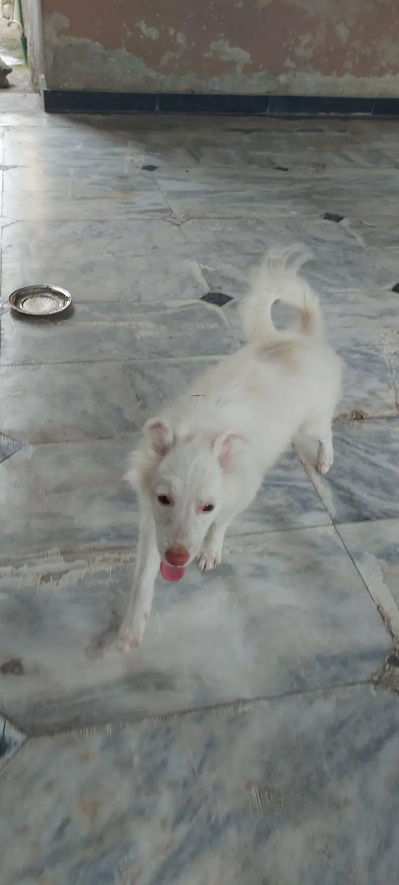 i am selling russian dog lovely and family dog — photo 4