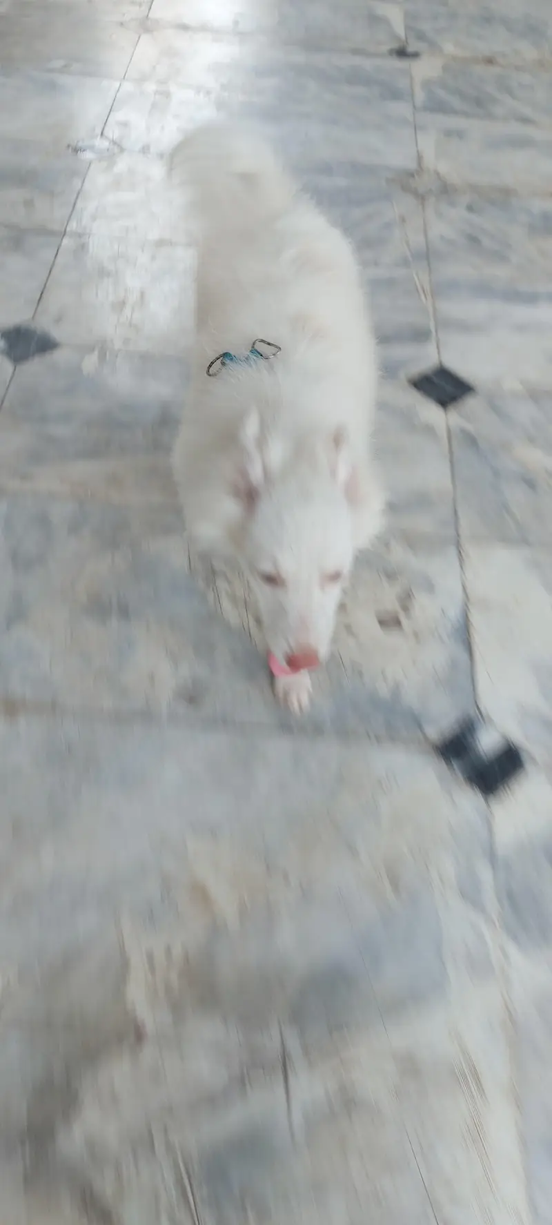 i am selling russian dog lovely and family dog — photo 5