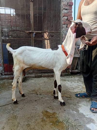 kamhori bakri urgent sale 03044848922