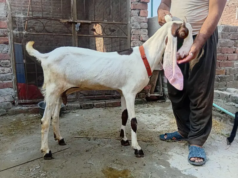 kamhori bakri urgent sale 03044848922 — photo 2