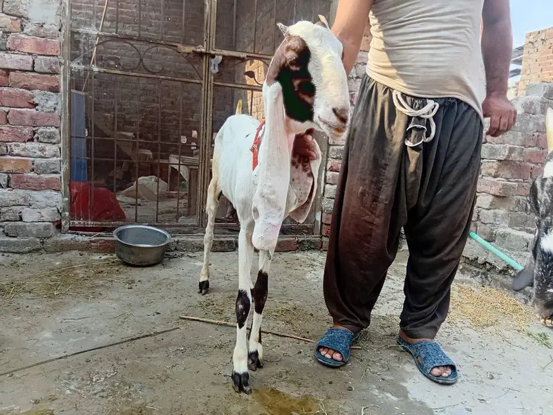 kamhori bakri urgent sale 03044848922 — photo 3