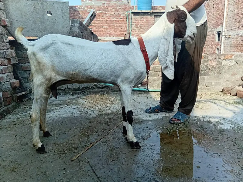 kamhori bakri urgent sale 03044848922 — photo 4