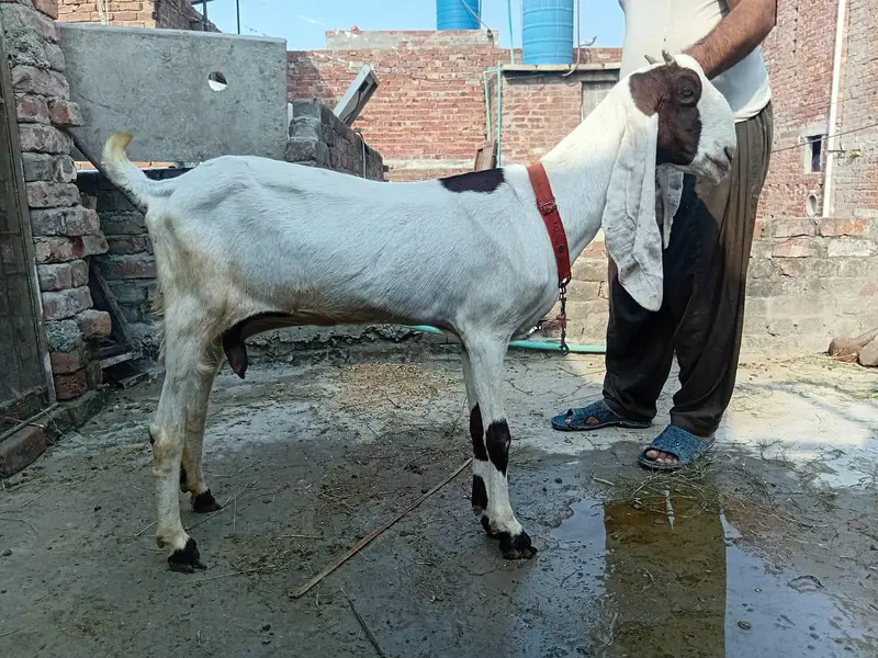 kamhori bakri urgent sale 03044848922 — photo 5