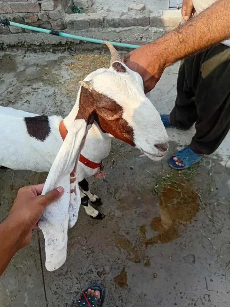kamhori bakri urgent sale 03044848922 — photo 6