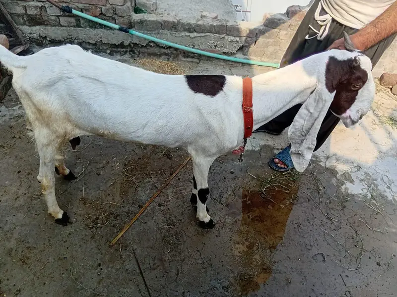 kamhori bakri urgent sale 03044848922 — photo 7