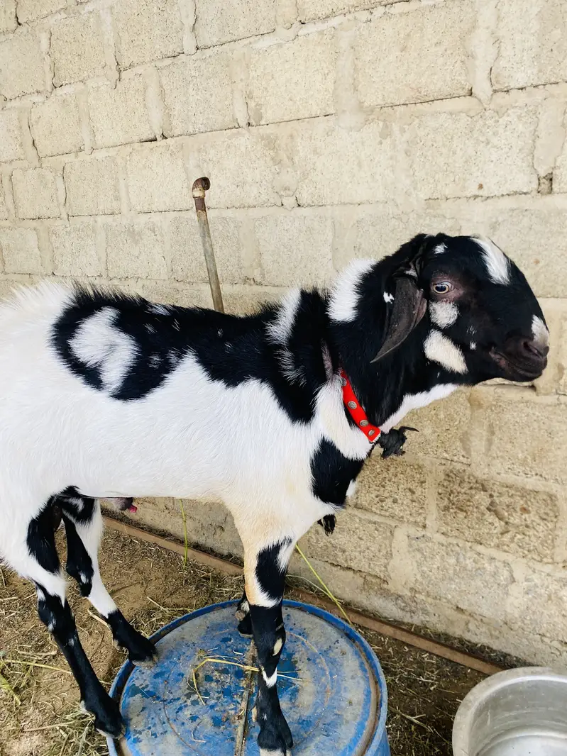 Andu bakra — photo 2