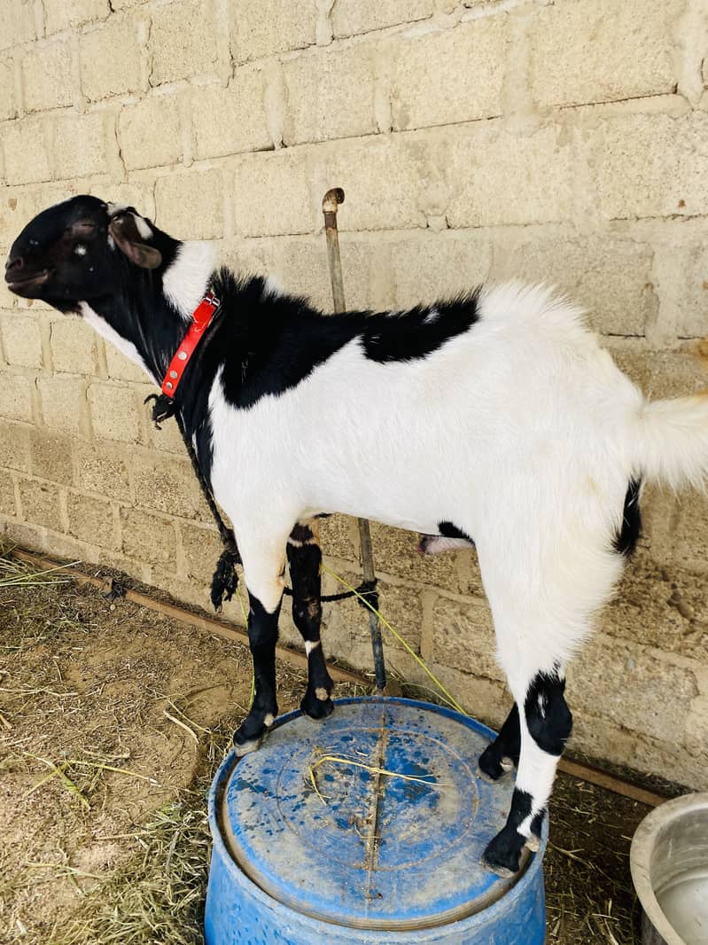 Andu bakra 2
