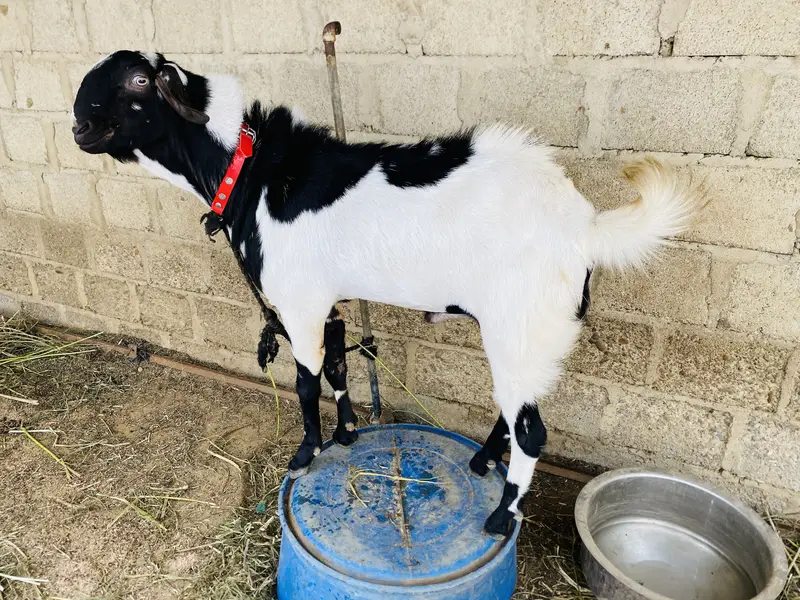 Andu bakra — photo 6