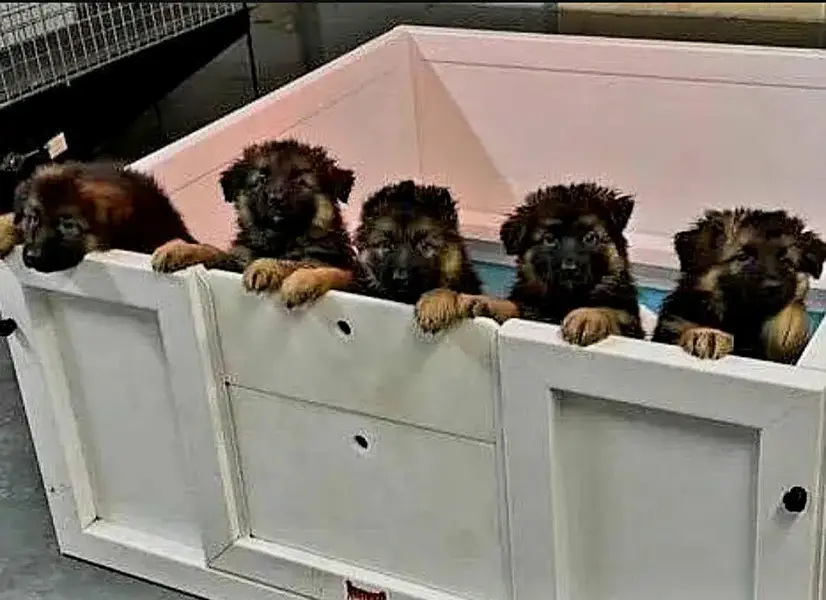 GERMAN SHEPHERD PUPPIES ARE AVAILABLE FOR SALE ONLY PET LOVER FAMILY — photo 4