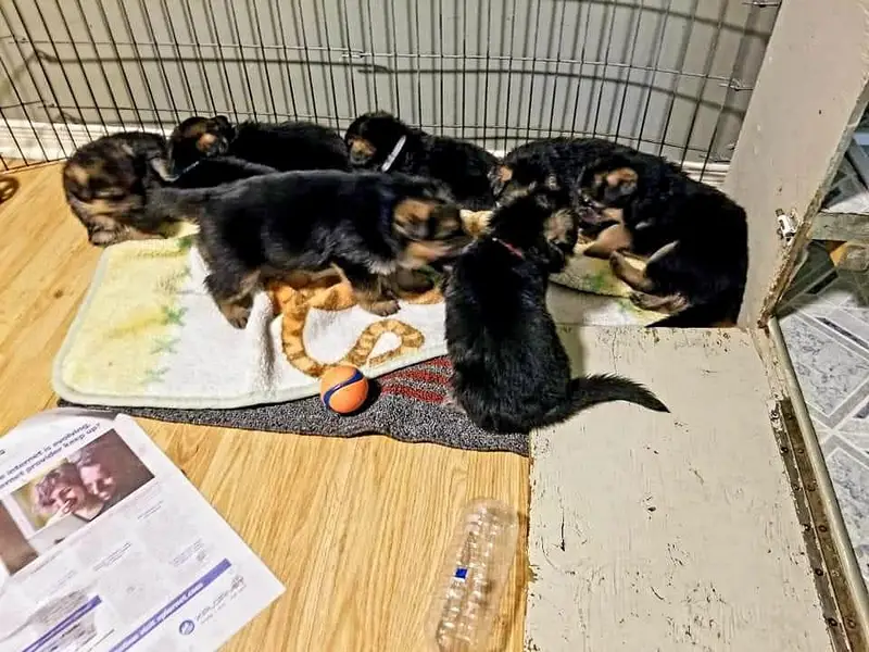 GERMAN SHEPHERD PUPPIES ARE AVAILABLE FOR SALE ONLY PET LOVER FAMILY — photo 5