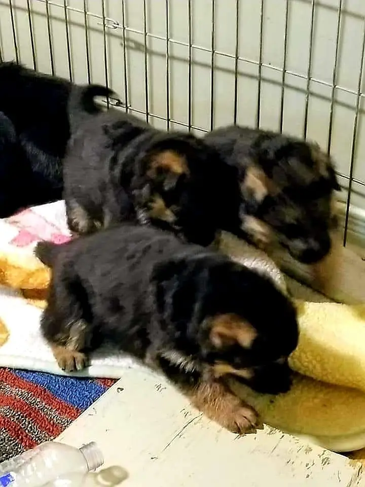 GERMAN SHEPHERD PUPPIES ARE AVAILABLE FOR SALE ONLY PET LOVER FAMILY — photo 6