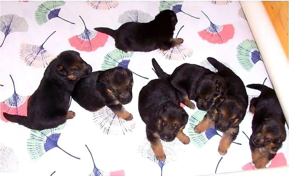 GERMAN SHEPHERD PUPPIES ARE AVAILABLE FOR SALE ONLY PET LOVER FAMILY — photo 7