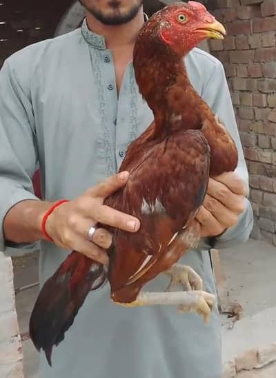 Pure Mianwali Aseel Murga For Sale - 9 Months - Healthy & Active
