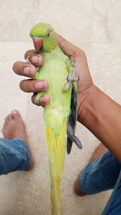 Ringneck Parrot