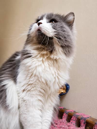  Beautiful Persian Cats Available – Loving & Well-Cared For
