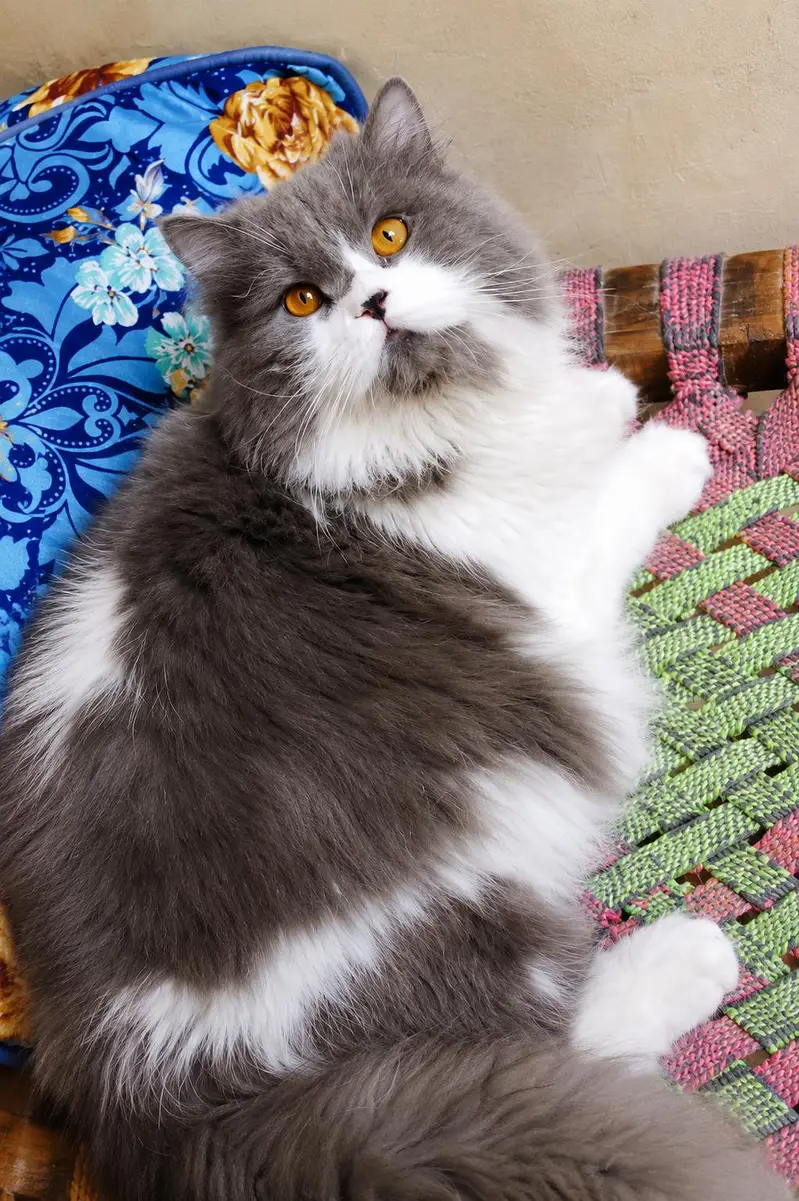  Beautiful Persian Cats Available – Loving & Well-Cared For — photo 2