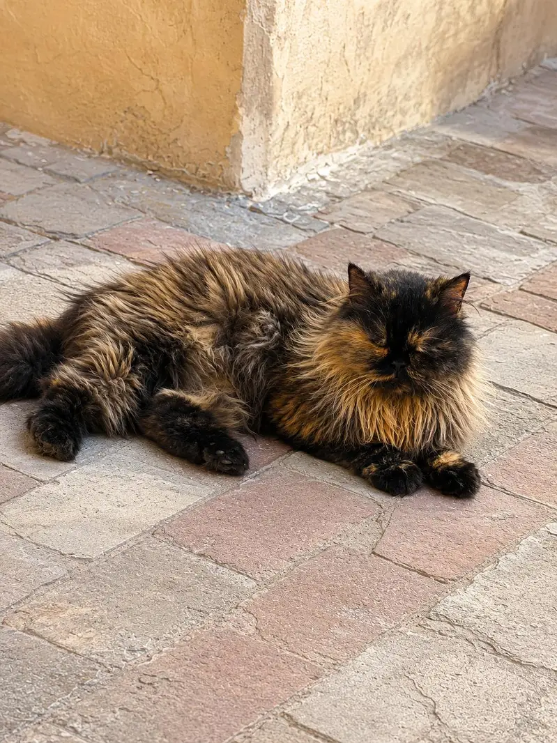  Beautiful Persian Cats Available – Loving & Well-Cared For — photo 3