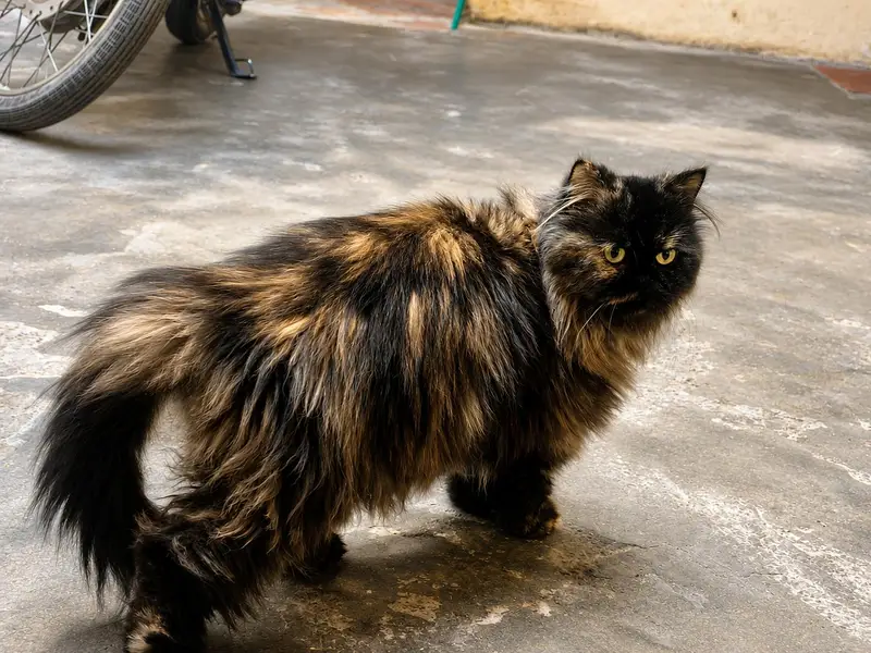  Beautiful Persian Cats Available – Loving & Well-Cared For — photo 4