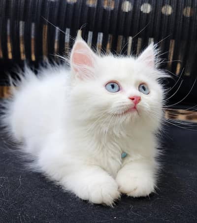 Cute Persian Kittens for Sale – Beautiful & Healthy
