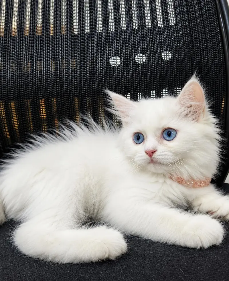 Cute Persian Kittens for Sale – Beautiful & Healthy — photo 2