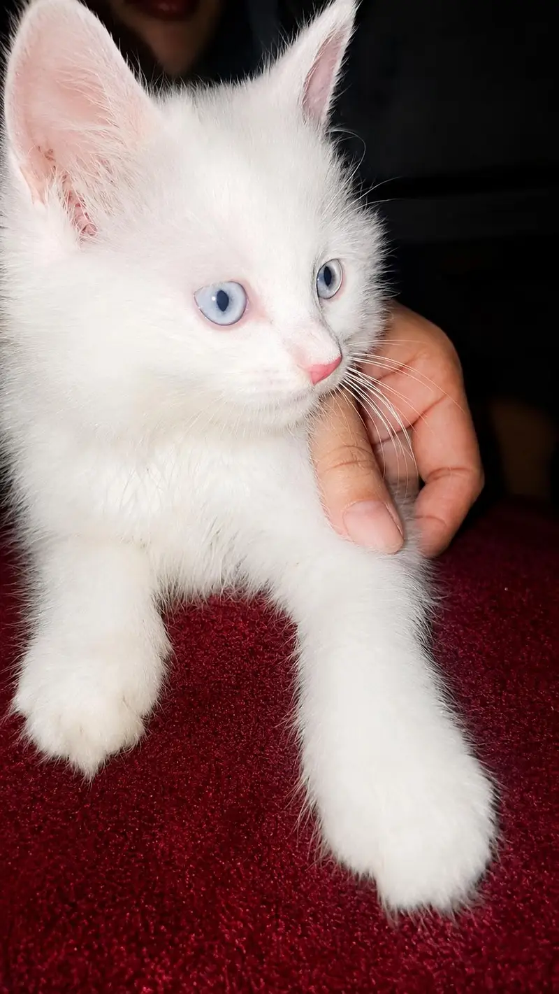 Cute Persian Kittens for Sale – Beautiful & Healthy — photo 3