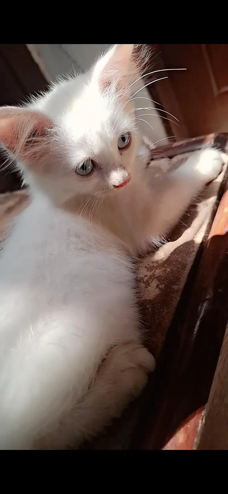 Cute Persian Kittens for Sale – Beautiful & Healthy — photo 4