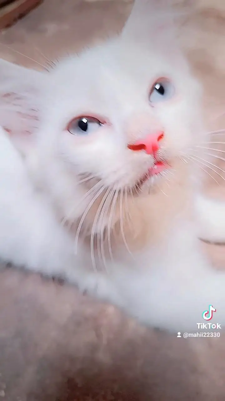 Cute Persian Kittens for Sale – Beautiful & Healthy — photo 5