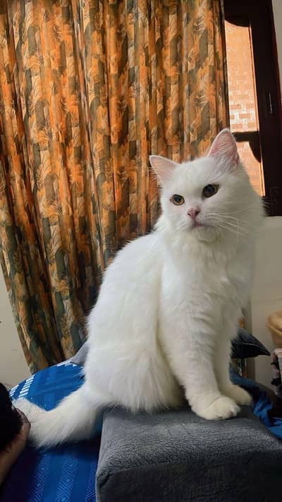 3 Persian kitten with cat