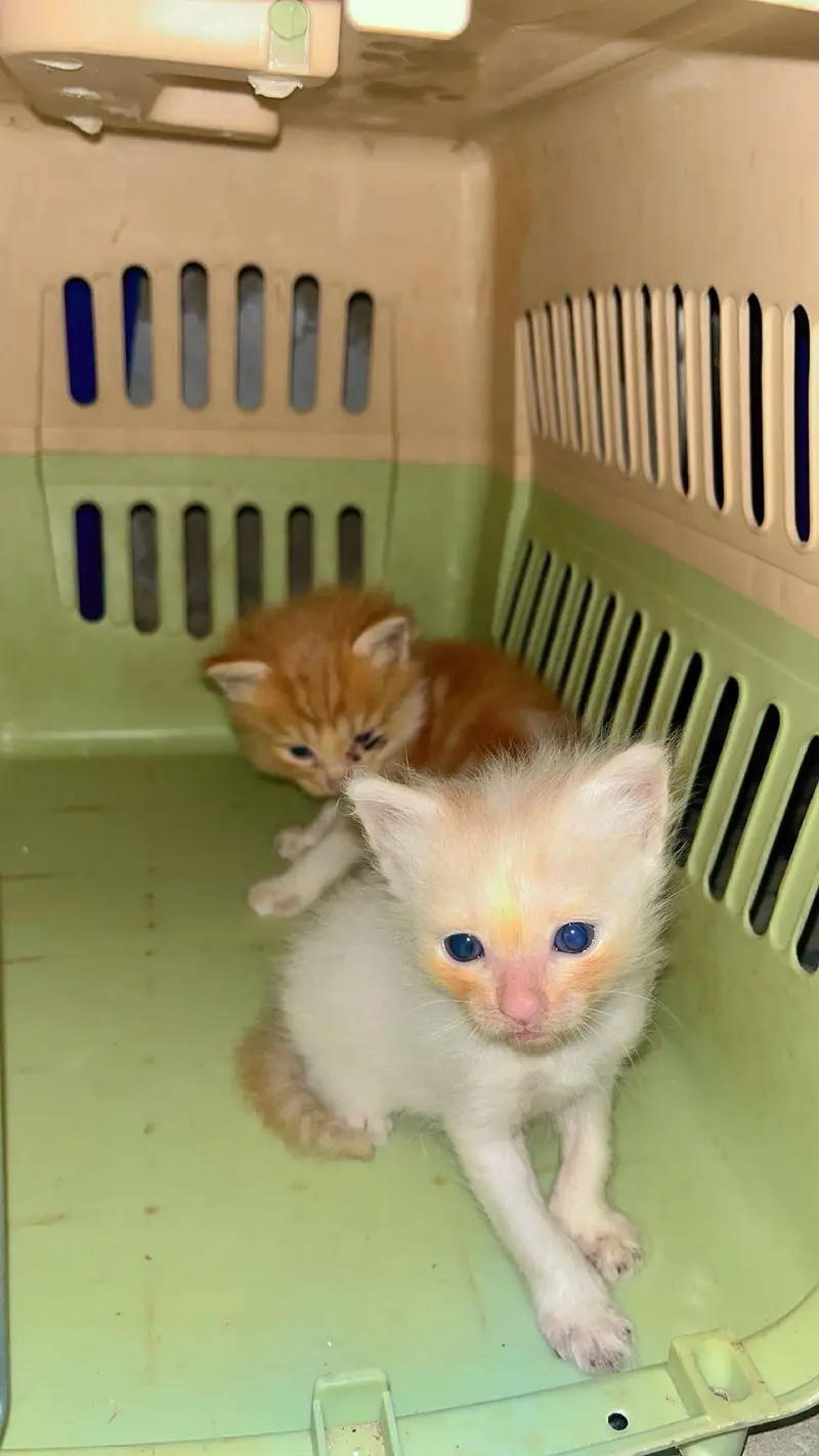 3 Persian kitten with cat — photo 2