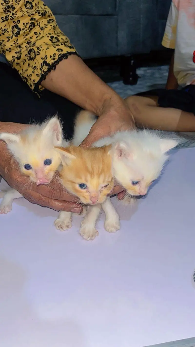 3 Persian kitten with cat — photo 3
