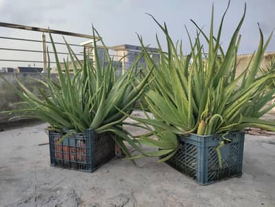 4-year-old aloe vera plant