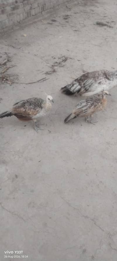 Peacocks