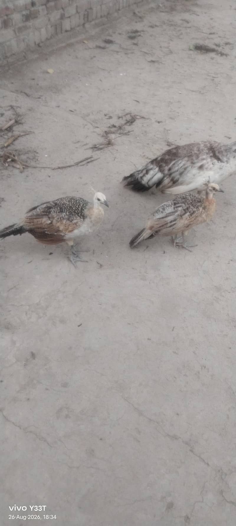 Peacocks 0