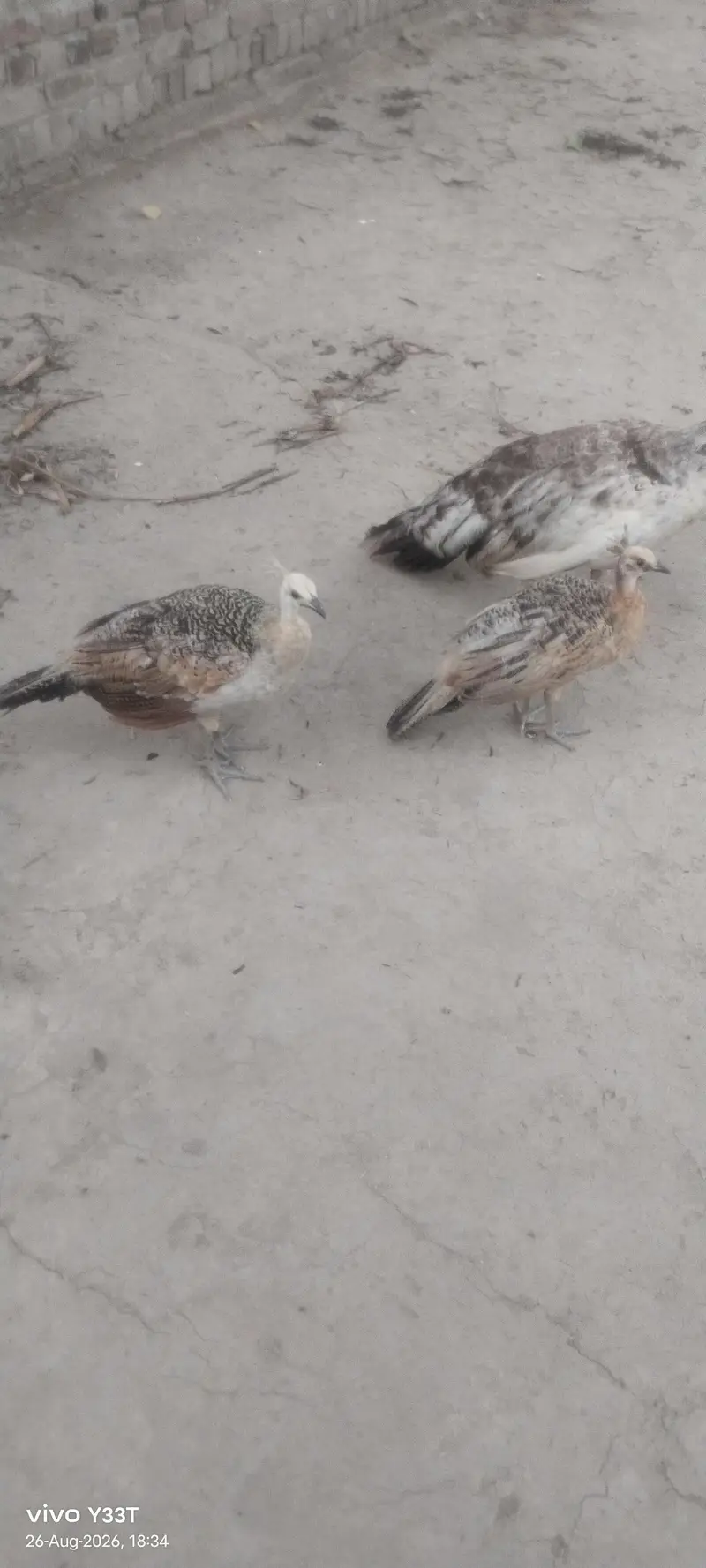 Peacocks
