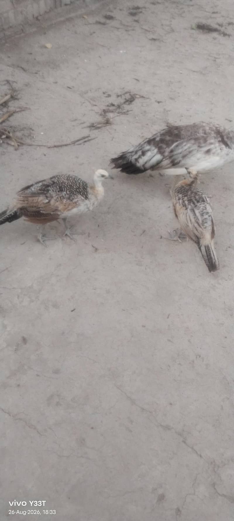 Peacocks 1