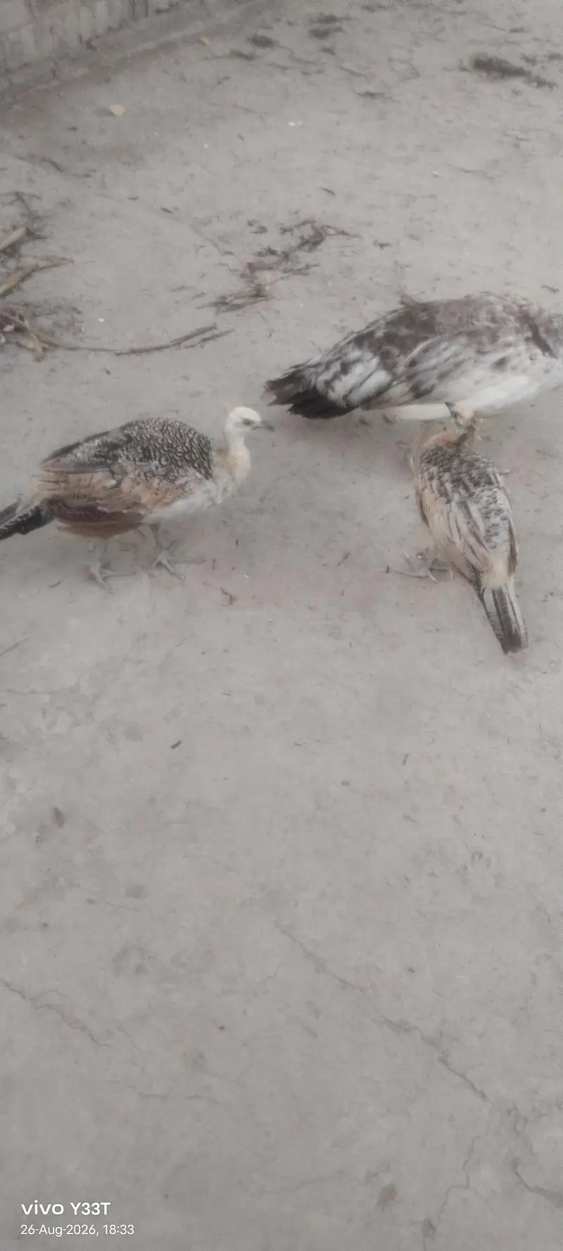 Peacocks — photo 2