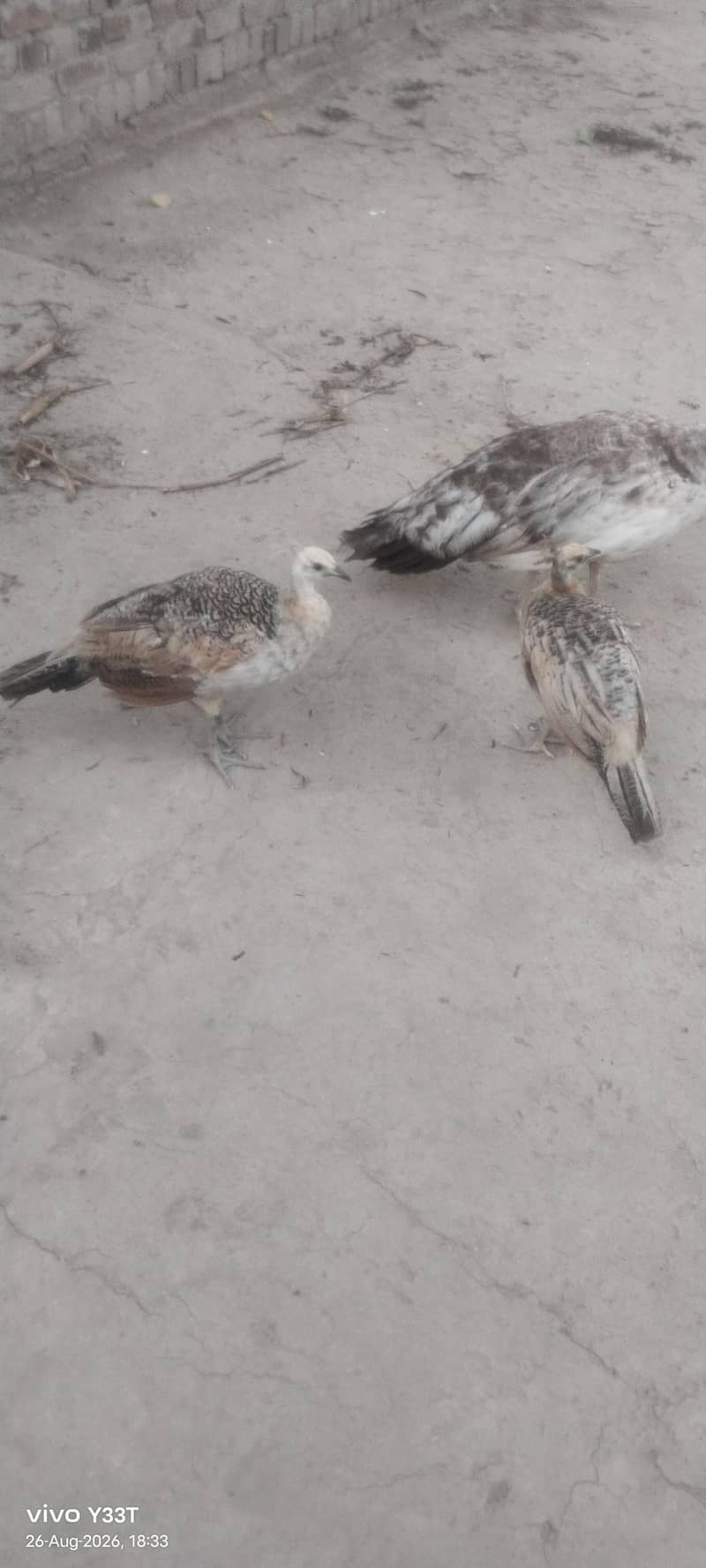 Peacocks 2
