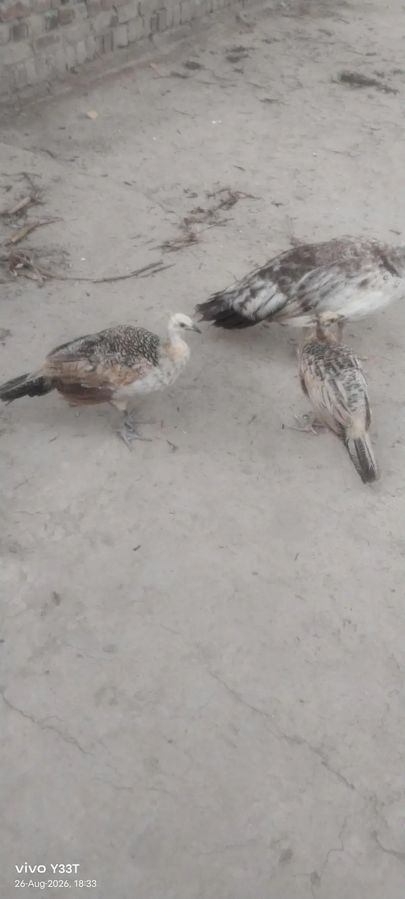 Peacocks — photo 3
