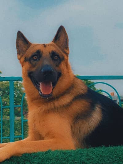 German Shepherd | Stock Coat puppy | GSD dog for sale