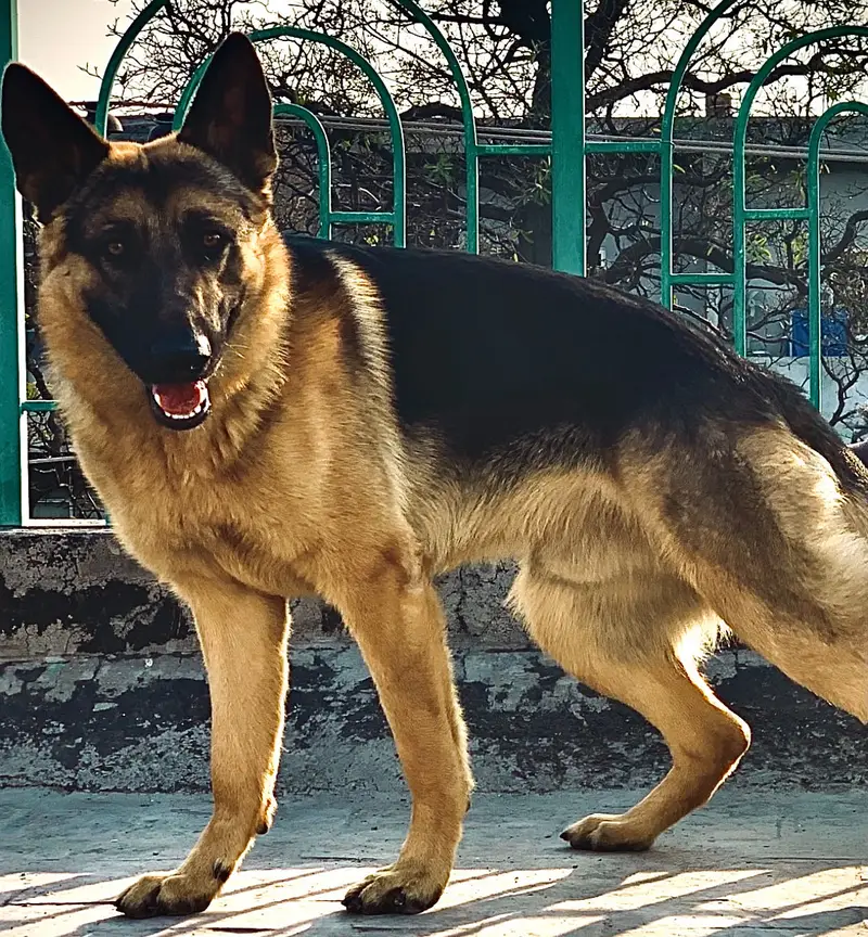 German Shepherd | Stock Coat puppy | GSD dog for sale — photo 2
