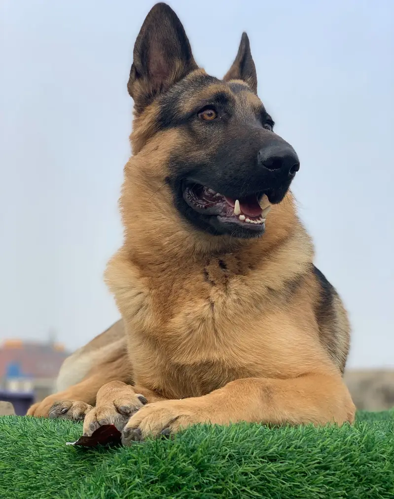 German Shepherd | Stock Coat puppy | GSD dog for sale — photo 3