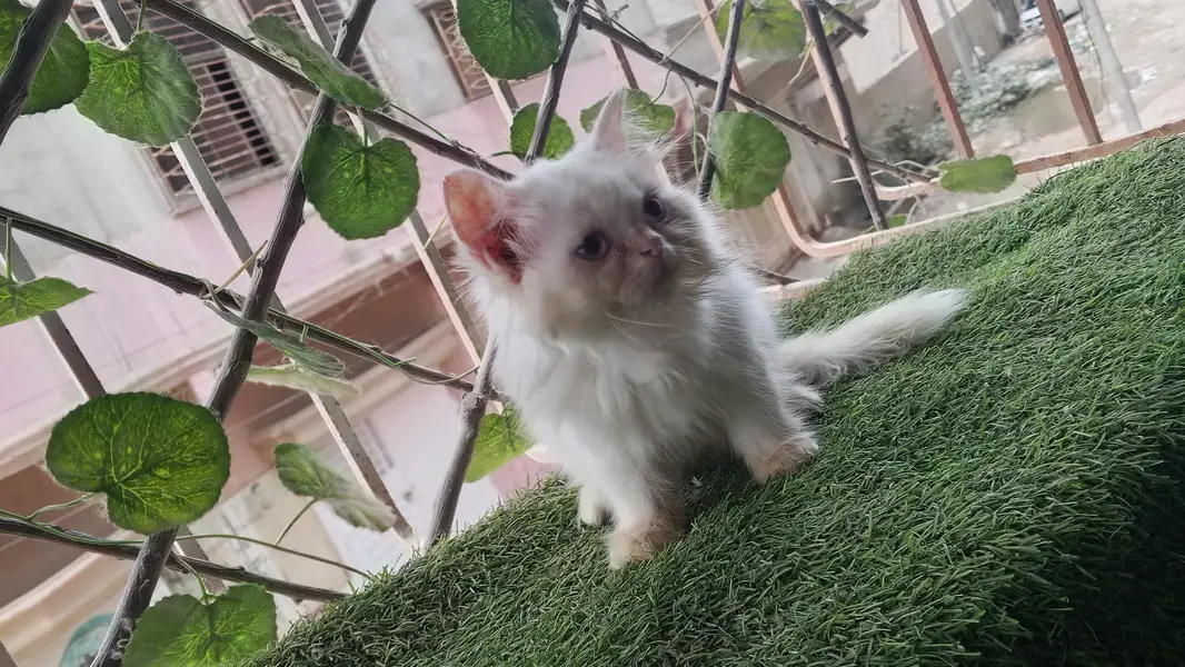Pure Persian Semi Punch Face Female Kitten/Cat — photo 3