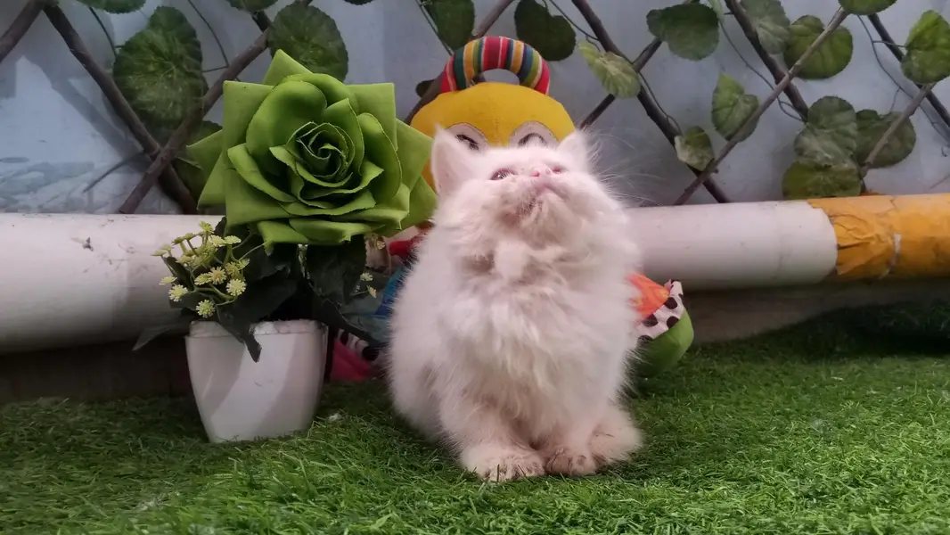 Pure Persian Semi Punch Face Female Kitten/Cat — photo 4