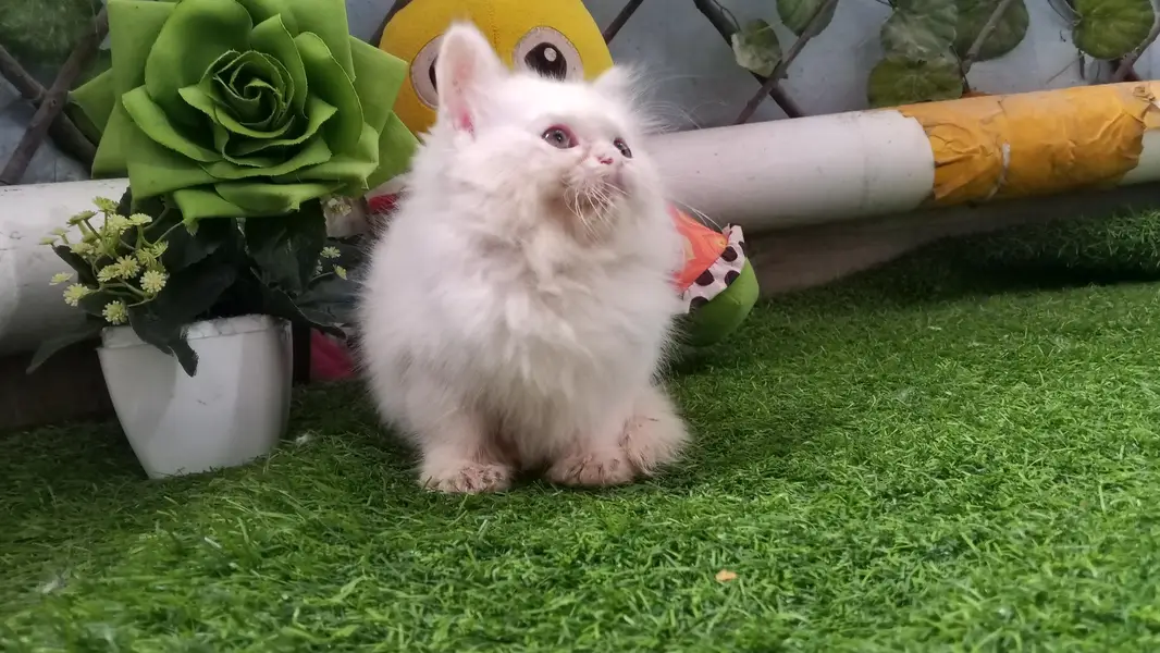 Pure Persian Semi Punch Face Female Kitten/Cat — photo 5