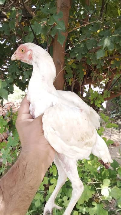 Aseel pathay for sale