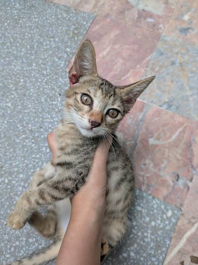 Free Stray cat